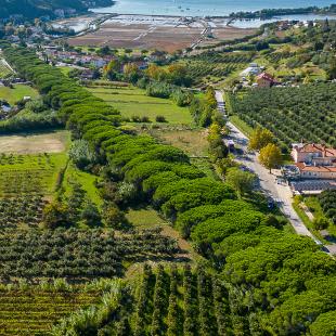 Ogled povečano sliko Pinijev drevored